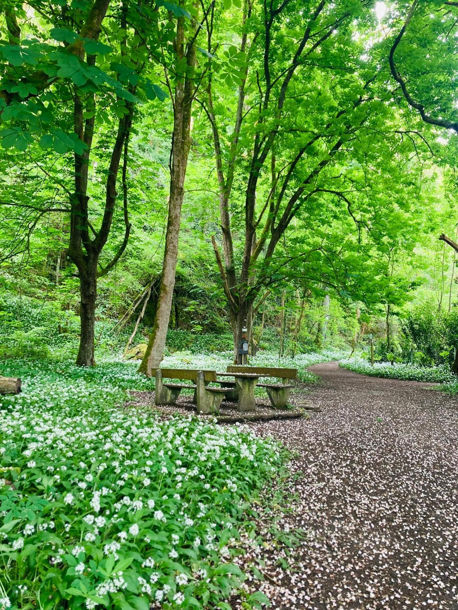 Woody Lodge - Duplex Nature Bonsoy Ardennes Hastiere-par-dela Экстерьер фото